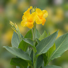 Load image into Gallery viewer, OpenPlantData Canna Tropical Yellow
