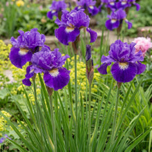Load image into Gallery viewer, OpenPlantData Iris sibirica Concord Crush
