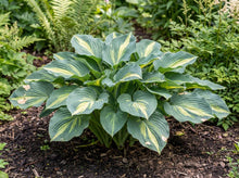 Load image into Gallery viewer, OpenPlantData Hosta Touch of Class
