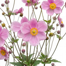 Load image into Gallery viewer, OpenPlantData Anemone September Charm
