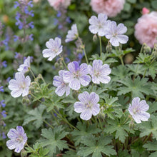 Load image into Gallery viewer, OpenPlantData Geranium pratense Delft Blue
