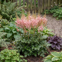 Load image into Gallery viewer, OpenPlantData Astilbe Satin Pearls
