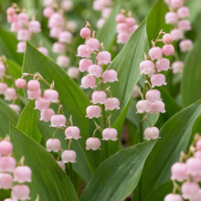 Load image into Gallery viewer, OpenPlantData Convallaria Rosea
