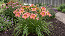 Load image into Gallery viewer, OpenPlantData Hemerocallis Rosy Returns
