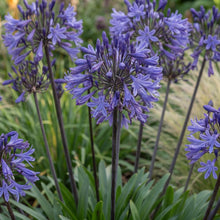 Load image into Gallery viewer, OpenPlantData Agapanthus Black Buddha
