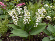 Load image into Gallery viewer, OpenPlantData Convallaria majalis Prolificans
