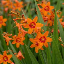 Load image into Gallery viewer, OpenPlantData Crocosmia Emily McKenzie
