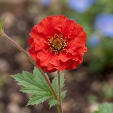 Load image into Gallery viewer, OpenPlantData Geum Stocrgeu
