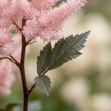 Load image into Gallery viewer, OpenPlantData Astilbe Chinensis Cookie Monsters Favourite
