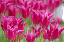 Load image into Gallery viewer, Tulip Lily Flowering Maggie Daley
