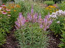 Load image into Gallery viewer, OpenPlantData Veronicastrum virginicum Cupid
