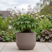 Load image into Gallery viewer, OpenPlantData Epimedium Niveum
