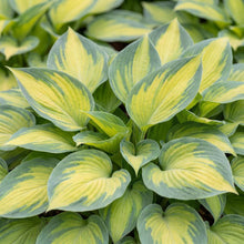 Load image into Gallery viewer, OpenPlantData Hosta June
