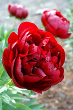 Load image into Gallery viewer, Buckeye Belle (Herbaceous / Early Season)
