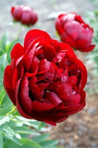 Buckeye Belle (Herbaceous / Early Season)
