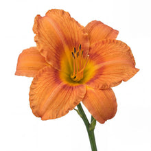 Load image into Gallery viewer, OpenPlantData Hemerocallis Mauna Loa
