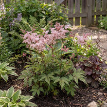 Load image into Gallery viewer, OpenPlantData Filipendula Wbprest
