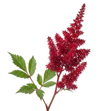 Load image into Gallery viewer, OpenPlantData Astilbe chinensis Harvandermeerrubyred
