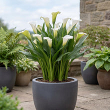 Load image into Gallery viewer, OpenPlantData Calla Crystal Clear
