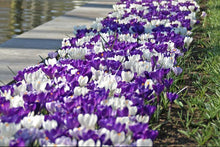 Load image into Gallery viewer, *NEW Crocus - Butterfly Paradise Mix (Large Flowering) 67092608
