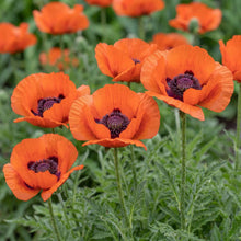 Load image into Gallery viewer, OpenPlantData Papaver orientale Beauty of Livermere
