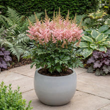 Load image into Gallery viewer, OpenPlantData Astilbe Satin Pearls

