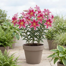 Load image into Gallery viewer, OpenPlantData Lilium Star Gazer
