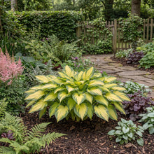 Load image into Gallery viewer, OpenPlantData Hosta Forbidden Fruit

