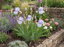 Load image into Gallery viewer, OpenPlantData Iris Blue Trill
