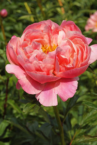 Coral Charm (Herbaceous / Early Season)