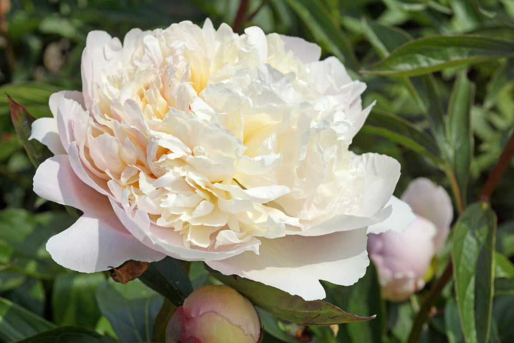 Madame Calot (Herbaceous / Early Season)