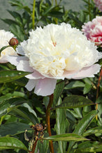 Load image into Gallery viewer, Madame Calot (Herbaceous / Early Season)
