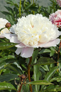Madame Calot (Herbaceous / Early Season)
