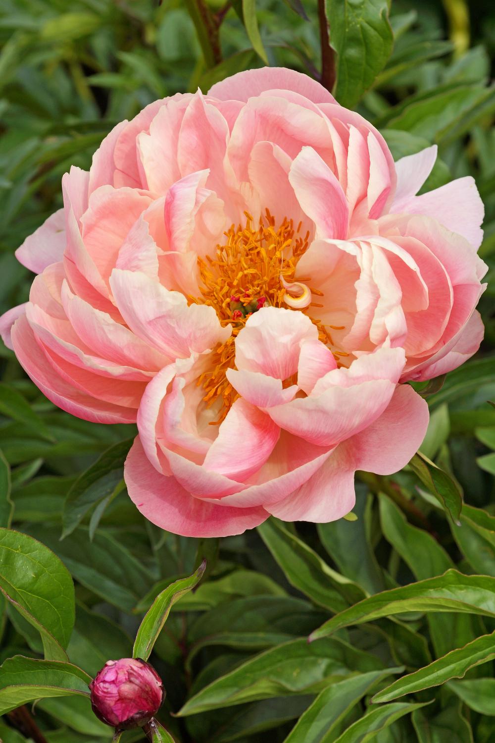 Pink Hawaiian Coral (Herbaceous / Early Season)