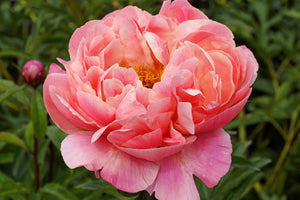Coral Charm (Herbaceous / Early Season)