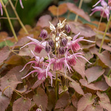 Load image into Gallery viewer, OpenPlantData Epimedium Pretty in Pink
