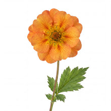 Load image into Gallery viewer, OpenPlantData Geum Miss Clementine
