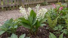 Load image into Gallery viewer, OpenPlantData Convallaria majalis Prolificans
