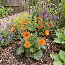Load image into Gallery viewer, OpenPlantData Geum Miss Clementine
