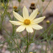 Load image into Gallery viewer, OpenPlantData Coreopsis Moonbeam
