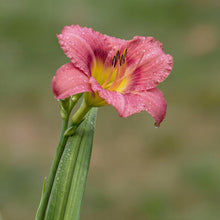 Load image into Gallery viewer, OpenPlantData Hemerocallis Summer Wine
