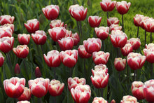 Load image into Gallery viewer, *NEW Tulip Triumph Timeless 77637212
