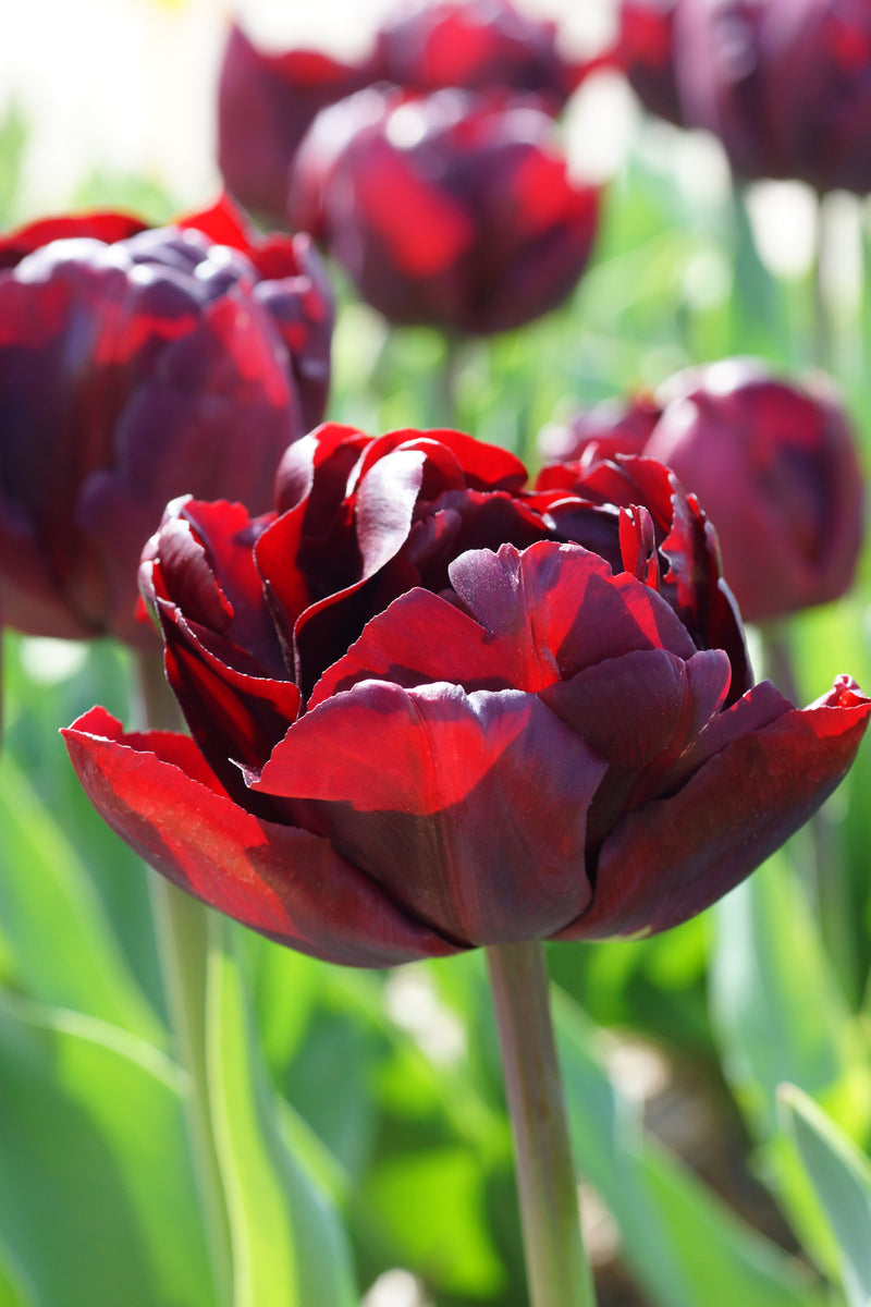 Tulip Double Early Palmyra Barnswallow Flowers
