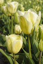 Load image into Gallery viewer, *NEW Tulip Viridiflora Green Spirit 45457212
