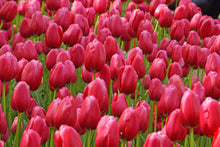 Load image into Gallery viewer, *NEW Tulip Single Late Renown 20457212
