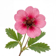 Load image into Gallery viewer, OpenPlantData Potentilla nepalensis 'Miss Willmott'
