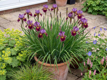 Load image into Gallery viewer, OpenPlantData Iris Sibirica Black Joker
