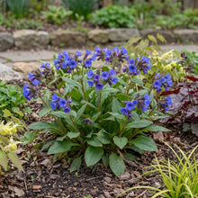 Load image into Gallery viewer, OpenPlantData Pulmonaria Blue Ensign
