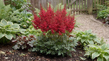 Load image into Gallery viewer, OpenPlantData Astilbe Chinensis Elmo
