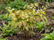 Load image into Gallery viewer, OpenPlantData Epimedium versicolor Sulphureum
